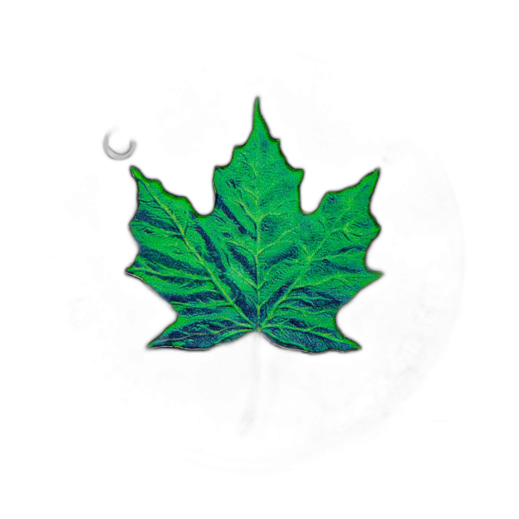 Canada Maple Leaf Four Seasons edition angle 4